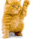 Kravchenko Siberians, Siberian cats, pedigree cats, cat breeders, purebred cats, felines, show cats, kittens, Siberian kittens, family pets, pets, cat clubs, cat registries, associations, Russian cats, cattery, catteries, allergies, non-allergenic, hypoallergenic, asthma,  American Cat Fanciers Association, TICA, CFA, CFF, ACA, CCA, UFO, Norwegian Forest Club Fanciers Association, NFCFA