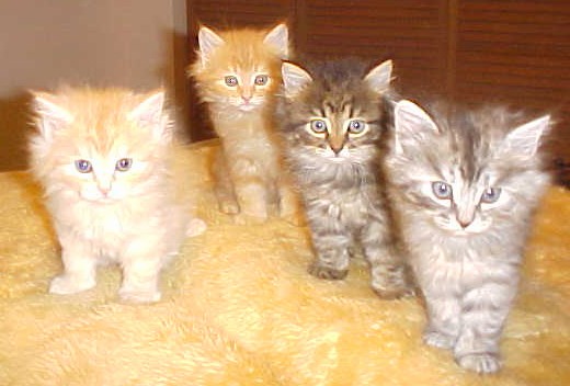 Siberian Cats in a Rainbow of